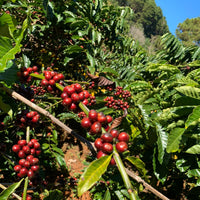 Dr. Sutton's Coffee - Decaf Whole Bean 500g Pack