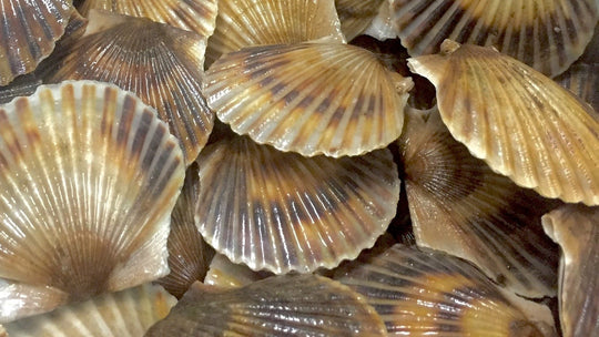 Our Canadian Scallops