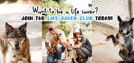 Steak-King enters a partnership with Hong Kong Dog Rescue