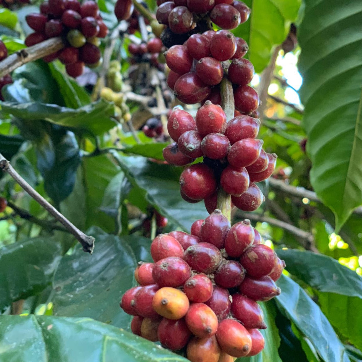 Specialty Coffee Beans House Blend 1.3kg Pack Steak King