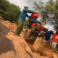 Dr. Sutton's Coffee - Decaf Whole Bean 500g Pack