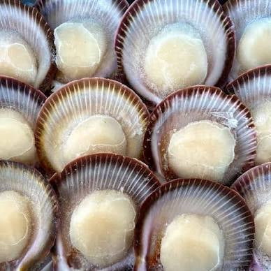 Frozen Shark Bay Wild Catch Half Shell Scallops - 20pcs/500g