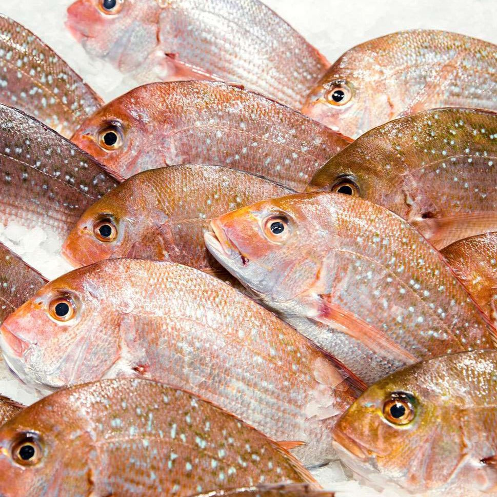 Frozen Pink Snapper Fillets 600g – Steak King